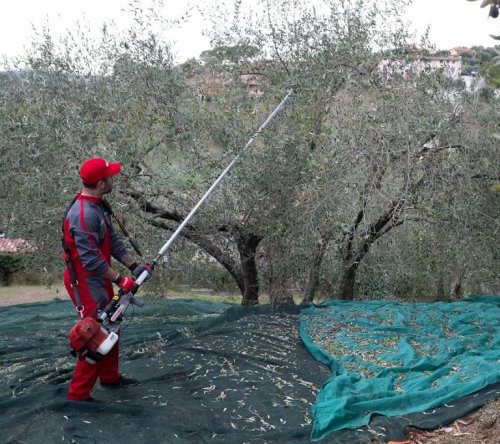 Cifarelli SC605 Δονητής Ελιάς Βενζίνης 4